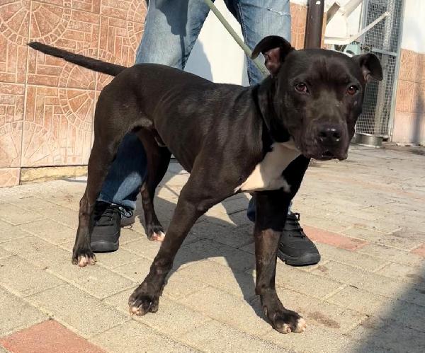 MAX  CERCA CASA PER SEMPRE Foto 2